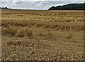 Waves of barley in Firth Field in WF9 1AN