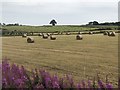 Hay Bales, Kinmundy in AB21 0US