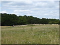 Flock of sheep near Hitch Copse in OX13 6QQ