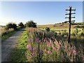 Telegraph pole beside the Formarine & Buchan Way in AB21 0US