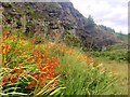 Crocosmia and cliff face in CF42 5SU