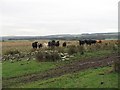 Cattle near Hurdlaw in TD3 6NN