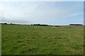 Sheep near Proctors Stead in Craster