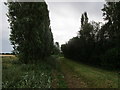 Poplar trees and drain, Emneth Hungate in PE14 8EN