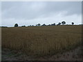 Cereal crop off National Cycle Route 81 in TF2 5AE