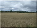 Cereal crop near Whitehouse Farm in ST19 9PQ