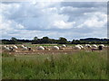Pig arks near Sheephouse Farm in Kingston Bagpuize with Southmoor
