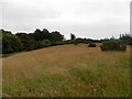 Grassland towards Clune Wood at Dores in IV2 6TW