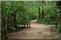 Path in Hoe Moor Copse in SO30 0LJ