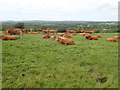 Herd of Cattle near Pentre Ifan in SA41 3XF