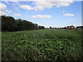 Sugar beet field off Days Lane in PE11 4XR