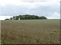 Stubble field towards woodland, Radford Hill in CV31 1TX