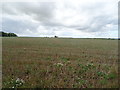 Stubble field, Radford Hill in CV31 1TX