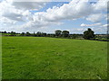 Grassland near Abthorpe in NN12 8FW