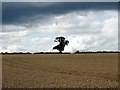 Field of wheat under an ominous sky in Mackworth