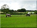 Horses grazing in a ridge and furrow field in Mackworth