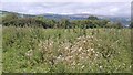 Thistles above Chirk in LL14 5BN