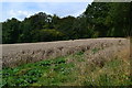 Field and woodland beside Watley Lane in SO21 1QX