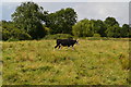 Cow in meadow beside the River Itchen in SO18 3LQ