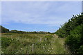 Track alongside Lunnons Wood in Maxton & Elms Vale Ward