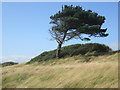 Windswept tree and grass by Lynch Cove in DT4 9DN