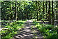 Path in Barnridge Copse in SP5 3SA