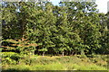 View into Howe Copse East in SP5 1JN