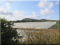 Cabbages under fleece near Drumeldrie in KY8 6ED