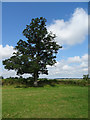 Tree in hedgerow near Acton Turville in GL9 1EY
