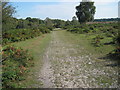 Track on Hale Purlieu in SP6 2NB