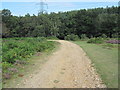 Track into Millersford Plantation in SP6 2NT