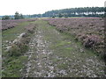 Track on Hale Purlieu in SP6 2NR