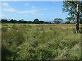 Rough grazing between Cae Haidd Bach and Cae Haidd Mawr in LL54 7NL