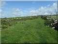 Sheep grazing near Hafotty Newydd in LL54 7NT