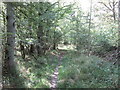 Footpath in Titchmarsh Wood in NN14 3BT