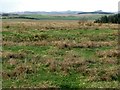 Rough pastures west of Divethill Quarry in NE19 2BJ