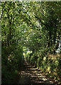Lane from Bearscombe in TQ9 7JY