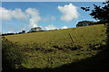 Field above Wigford in TQ7 4DX