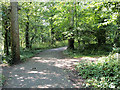 Path through Woodland at Stanley Park in FY3 8NP