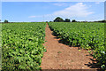 Footpath through Spinach in Forthampton