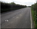 Hedge-lined road from Wick towards Llantwit Major in Wick (Vale of Glamorgan)