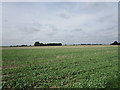Field of oilseed rape off Creaseyplot Lane in PE20 3LW