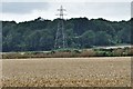 Barming: Cereal crop seen from St. Margaret's Churchyard in Barming Heath & Teston Ward