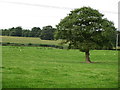 Tree in field in Wrecsam - Wrexham