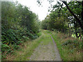 Forestry road on Banc y Geufron in SY25 6DB