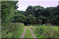 Track approaching Middle Park Plantation in DL8 1JY