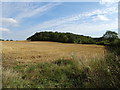 Stubble field towards Whitehill Wood in CB10 2NQ