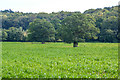Crowcombe : Crop Field in TA4 4BJ