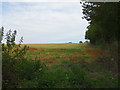 Stubble field, Poslingford in CO10 8DQ