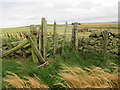 Rickety gate system on Dalks Law in the Scottish Borders in TD14 5TP